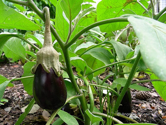 Solanum melongea - Melanzane  © Mag. Angelika Ficenc