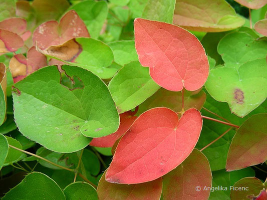 Epimedium alpinum - Europäische Sockenblume  © Mag. Angelika Ficenc