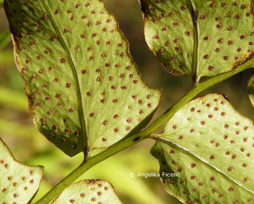 Polystichum falcatum var. falvatum   © Mag. Angelika Ficenc