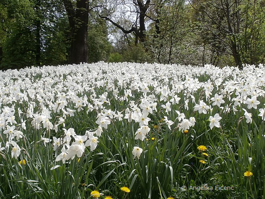 Weiße Narzisse (Narcissus poeticus)     © Mag. Angelika Ficenc