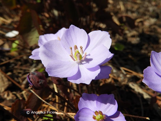 Jeffersonia dubia (Syn. Plagiorhema dubium) - Herzblattschale  © Mag. Angelika Ficenc