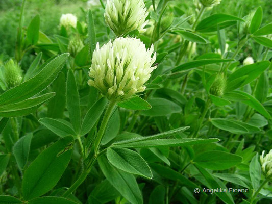 Trifolium pannonicum - Pannonischer Klee