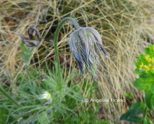 Pulsatilla halleri © Mag. Angelika Ficenc