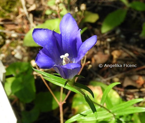 Gentiana pneumonanthe  © Mag. Angelika Ficenc