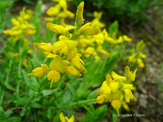 Genista germanica - Deutscher Ginster   © Mag. Angelika Ficenc