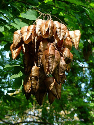 Koeleuteria paniculata - Rispiger Blasenbaum  © Mag. Angelika Ficenc