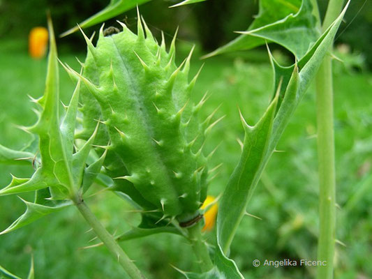 Argemone mexicana -   © Mag. Angelika Ficenc