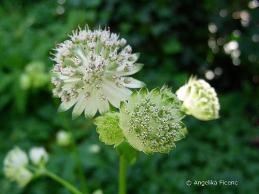 Astrantia major - Große Sterndolde  © Mag. Angelika Ficenc