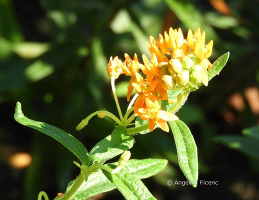 Asclepias verticilliata, Blütenstand  © Mag. Angelika Ficenc