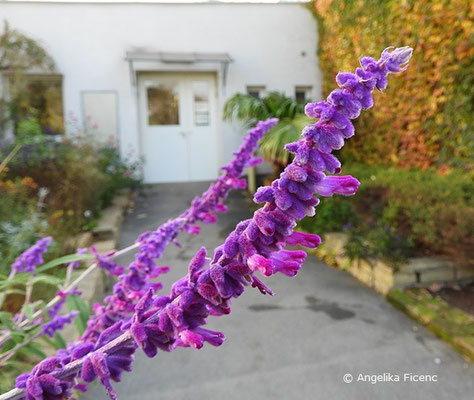 Salvia leucantha "Midnight" - Strauchiger Salbei, Blütenstand  © Mag. Angelika Ficenc