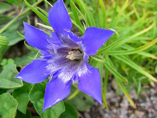 Gentiana paradoxa © Mag. Angelika Ficenc