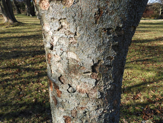 Zelkova sp.  © Mag. Angelika Ficenc