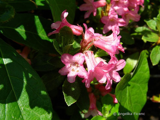 Rhododendron hirsutum - Bewimperte Alpenrose  © Mag. Angelika Ficenc