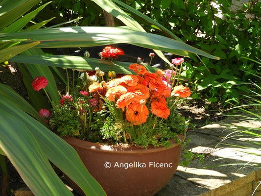  Ranunculus asiaticus  ©Mag. Angelika Ficenc