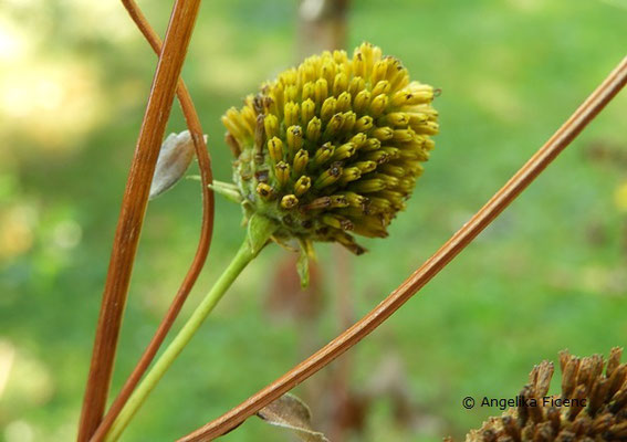 Rudbeckia laciniata - Schlitzblättriger Sonnenhut  © Mag. Angelika Ficenc