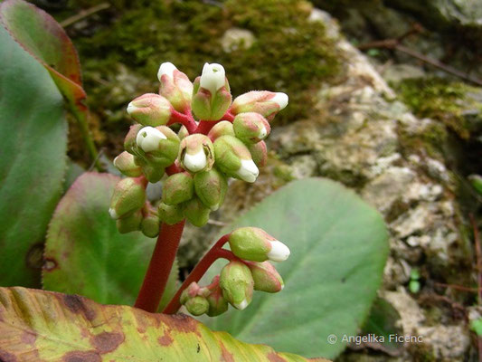 Bergenia stracheii - Bergenie  © Mag. Angelika Ficenc