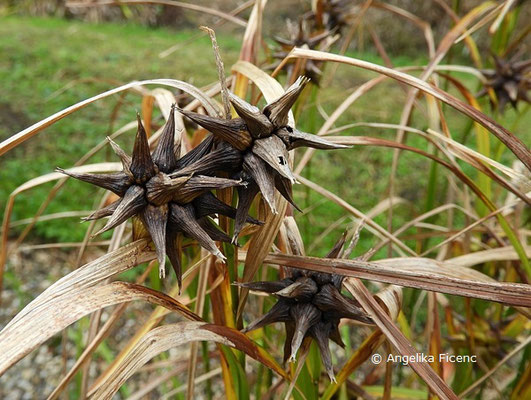 Carex grayi - Morgenstern Segge  © Mag. Angelika Ficenc