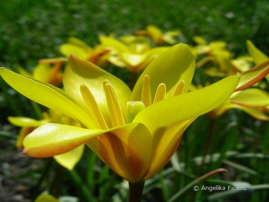 Tulipa clusiana  © Mag. Angelika Ficenc