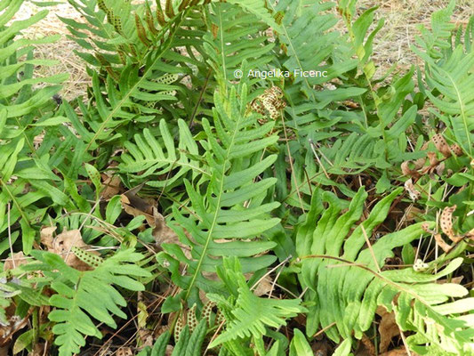 Polypodium vulgare  © Mag. Angelika Ficenc