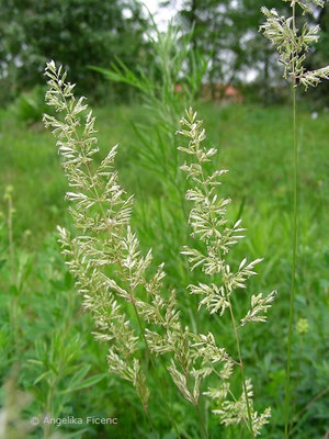 Koeleria macrantha - Zierliches Schillergras  © Mag. Angelika Ficenc