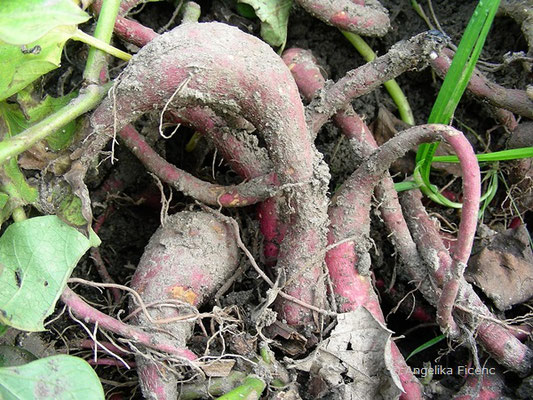 Ipomea batatas - Süßkartoffel    © Mag. Angelika Ficenc