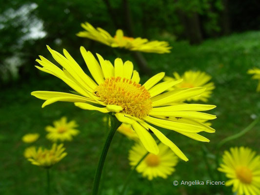 Doronicum columnae - Gemswurz