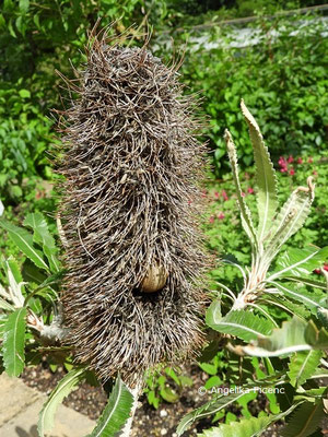 Banksia serrata  © Mag. Angelika Ficenc