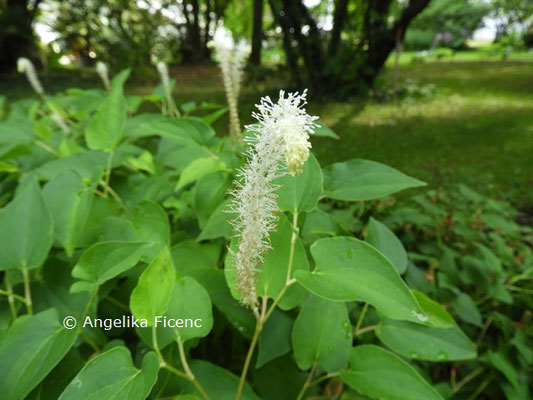 Saururus cernuus  © Mag. Angelika Ficenc