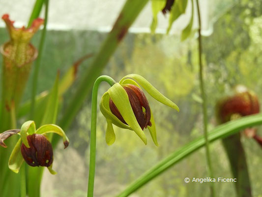 Darlingtonia californica - Kobralilie, Blüte  © Mag. Angelika Ficenc