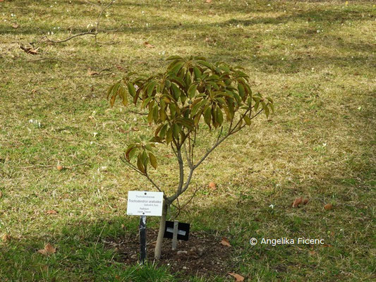  Trochodendron aralioides © Mag. Angelika Ficenc