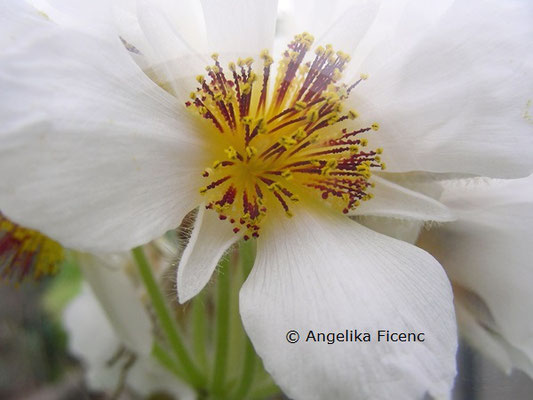 Sparrmannia africana © Mag. Angelika Ficenc