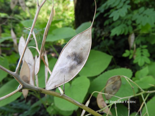 Lunaria redivia  © Mag. Angelika Ficenc