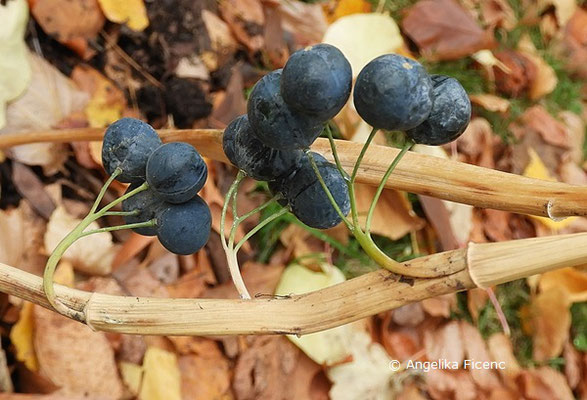 Polygonatum multiflorum  © Mag. Angelika Ficenc