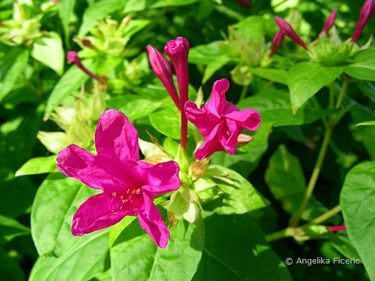 Mirabilis jalapa - Wunderblume  © Mag. Angelika Ficenc