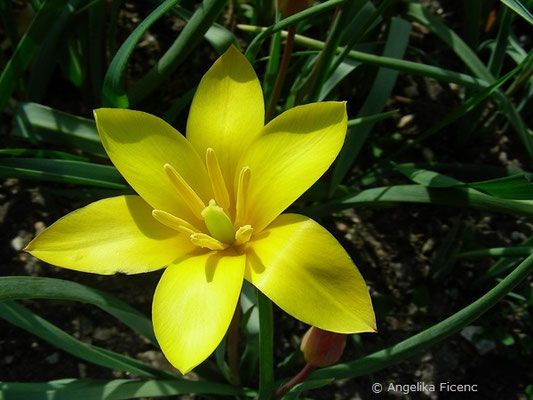 Tulipa clusiana  © Mag. Angelika Ficenc