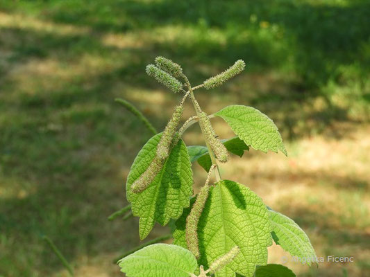 Boehmeria platanifolia - Böhmeria    © Mag. Angelika Ficenc