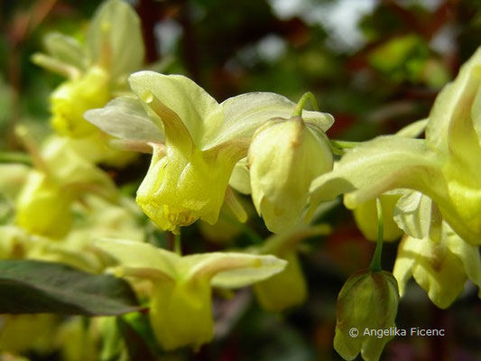 Epimedium versicolor sulphureum - Elfenblume