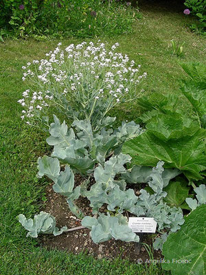 Crambe maritima - Meerkohl, © Mag. Angelika Ficenc