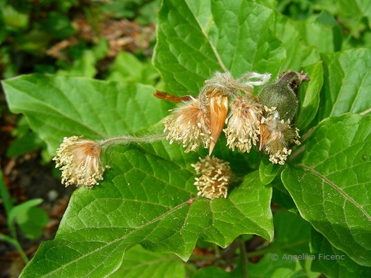 Fagus sylvativa "Laciniata" - Schlitzblatt-Buche  © Mag. Angelika Ficenc