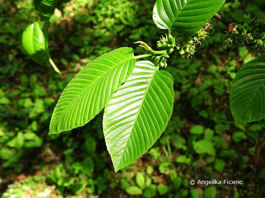 Rhamnus imeretina - Kaukasischer Kreuzdorn,   © Mag. Angelika Ficenc