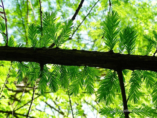 Taxodium distichum - Sumpfzypresse  © Mag. Angelika Ficenc