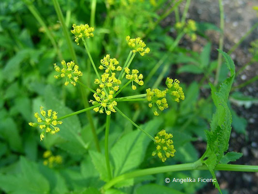 Zizia aurea - Goldener Alexander