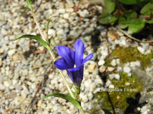 Gentiana pneumonanthe  © Mag. Angelika Ficenc