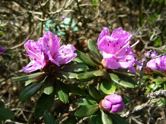 Rhododendron impetitum  © Mag. Angelika Ficenc