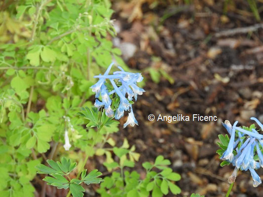 Corydalis  elata x flexuosa  © Mag. Angelika Ficenc