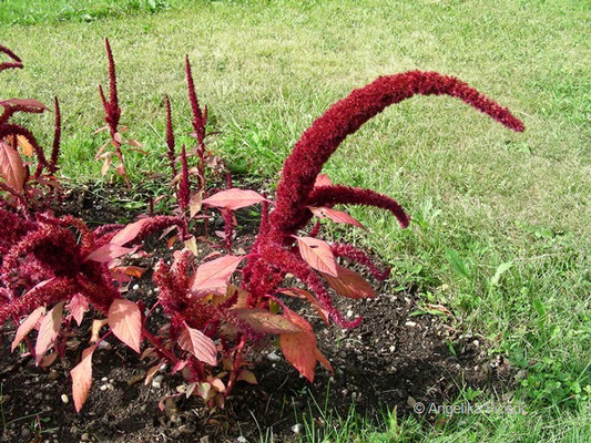 Amaranthus cruentus - Rispiger Fuchsschanz, Blütenstand