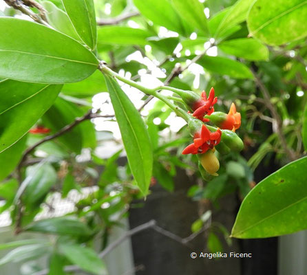 Bonellia macrocarpa © Mag. Angelika Ficenc