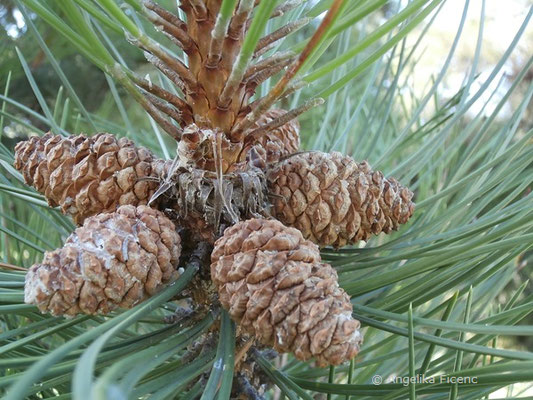 Pinus nigra - Schwarzföhre, Zapfen  © Mag. Angelika Ficenc