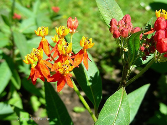 Asclepias curassavica - Indianer Seidenpflanze  © Mag. Angelika Ficenc