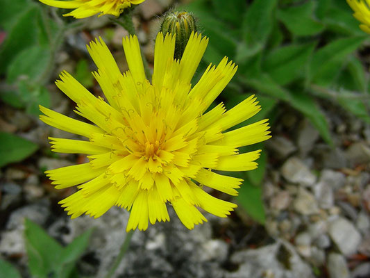 Hieracium villosum - Zottiges Habichtskraut  © Mag. Angelika Ficenc